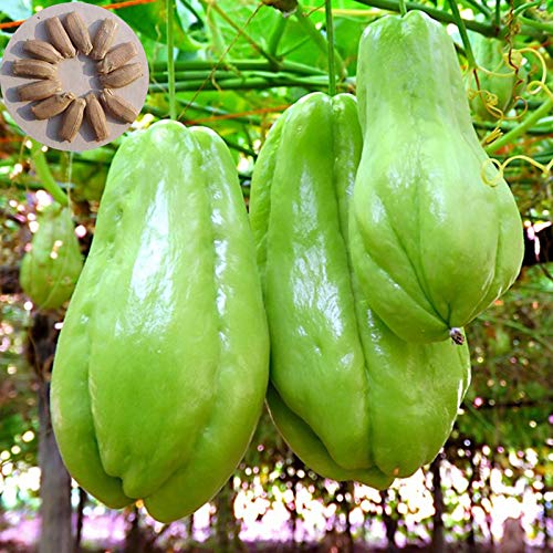 Benoon Chayote