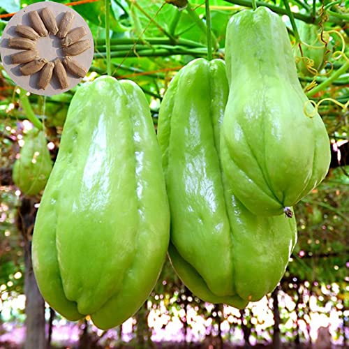 Haloppe Chayote