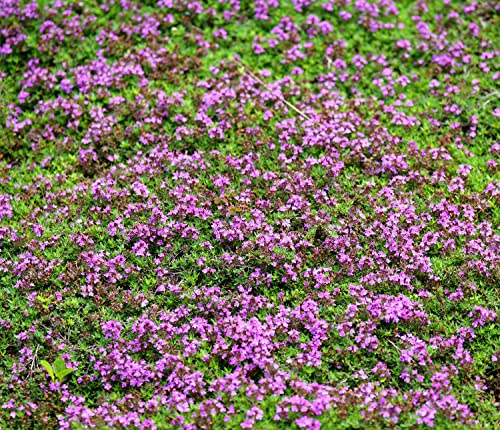 Gartencenter Schenker (Nur Einmal Versand Für Samen) Roter Thymian